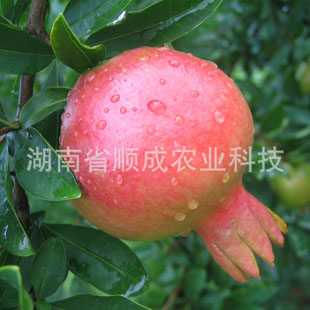 蒙陽(yáng)紅石榴